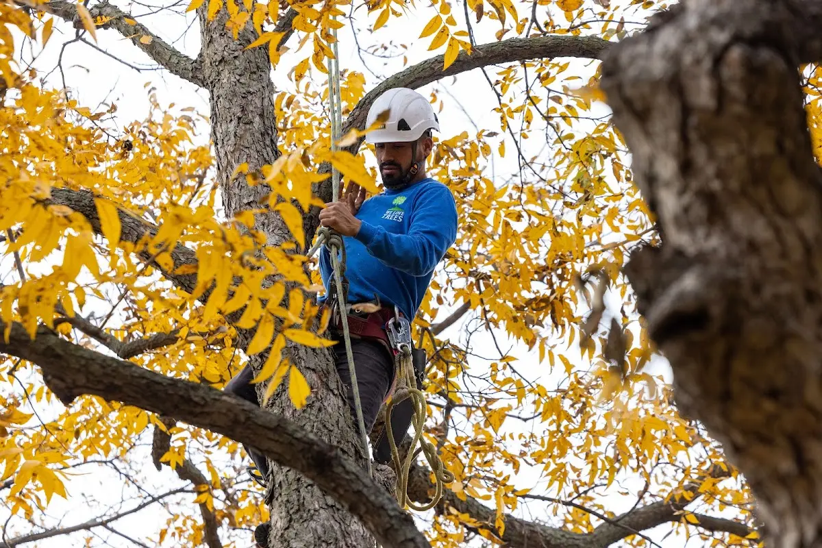 Skilled Tree Planing crew working in Martinez